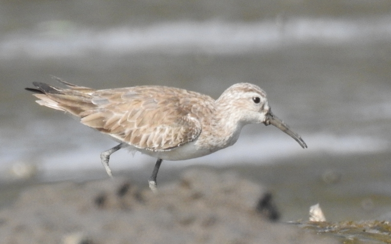 Broad-billed Sandpiper